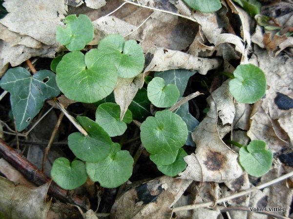 Lesser Celandine, Ficaria verna (was Ranunculus ficaria)