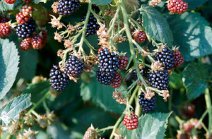 Blackberry 'Loch Ness'