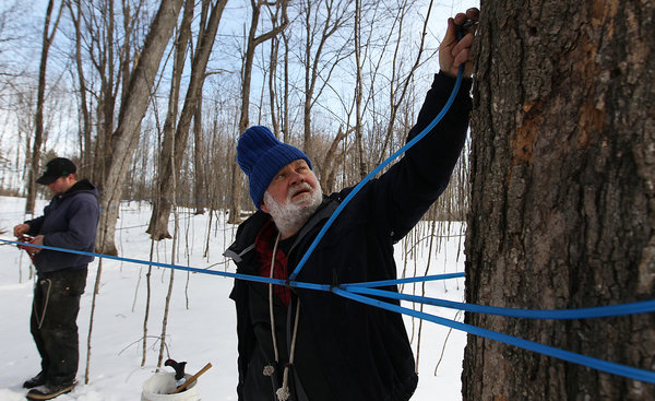 modern maple syrup