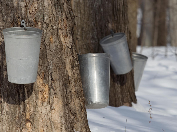 How Canadian maple syrup is made
