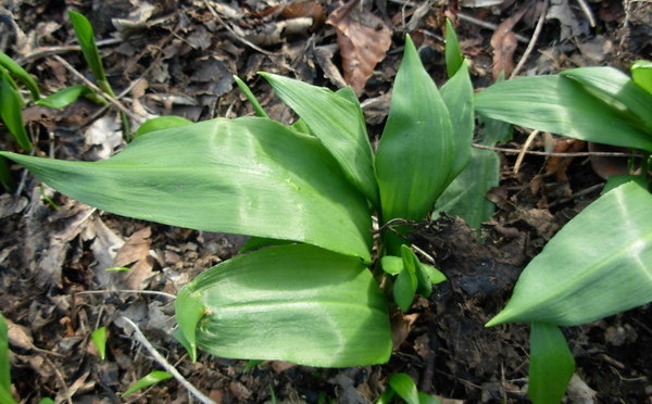 Wild Garlic Ransoms, Allium ursinum